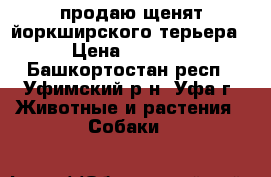 продаю щенят йоркширского терьера › Цена ­ 3 000 - Башкортостан респ., Уфимский р-н, Уфа г. Животные и растения » Собаки   